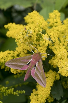 Moth Collection: Picture No. 11993172