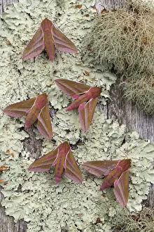 Hawk Moths Prints: Picture No. 11993173