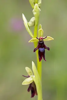Orchids Prints: Picture No. 11993180