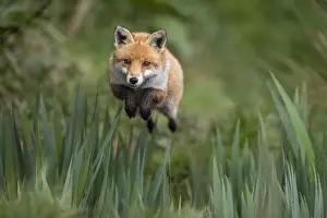 Leap Prints: Picture No. 11993181