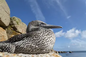 Gannets Prints: Picture No. 11993183