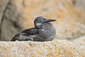 Gannets Prints: Picture No. 11993184