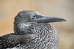 Gannets Prints: Picture No. 11993185
