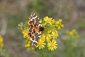 Moth Collection: Picture No. 11993186