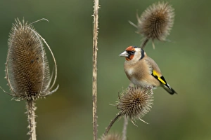 Teasel Collection: Picture No. 11993191