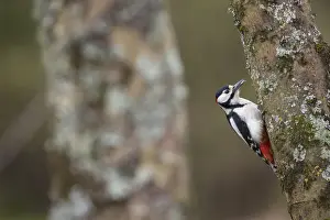 Woodpeckers Prints: Picture No. 11993196