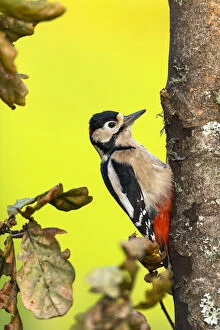Woodpecker Collection: Picture No. 11993197