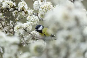 Blackthorn Prints: Picture No. 11993198