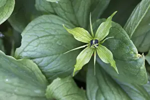 Herb Prints: Picture No. 11993210