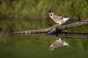 Jays Prints: Picture No. 11993214