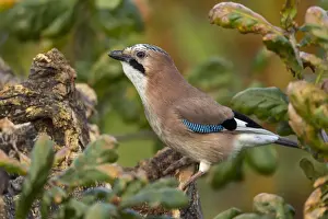 Jays Prints: Picture No. 11993215