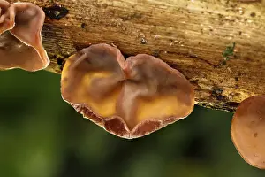 Funghi Prints: Picture No. 11993216