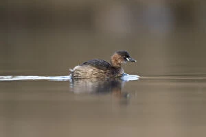 Grebes Collection: Picture No. 11993221
