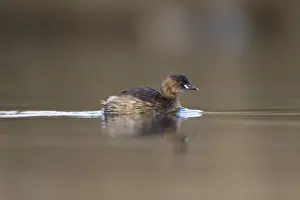 Grebe Prints: Picture No. 11993221