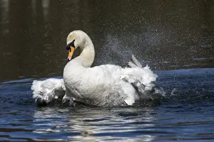 Splash Prints: Picture No. 11993228