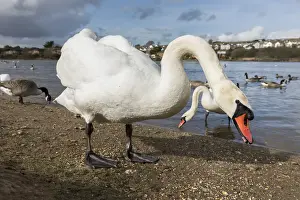 Swans Prints: Picture No. 11993230