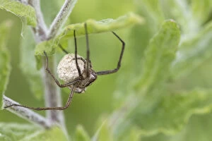 Spiders Collection: Picture No. 11993231