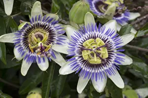 Stamen Prints: Picture No. 11993242