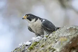 Falcons Prints: Picture No. 11993246