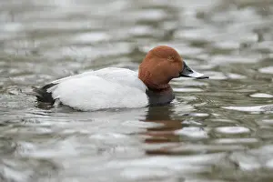 Pochard Prints: Picture No. 11993248