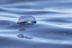 Float Prints: Picture No. 11993251