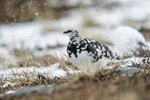 Ptarmigans Prints: Picture No. 11993255