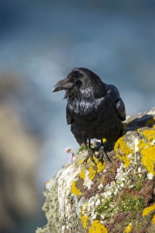 Corvid Collection: Picture No. 11993256