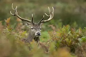 Bracken Prints: Picture No. 11993258