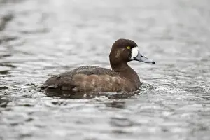 Scaup Prints: Picture No. 11993271