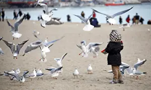 Seagull Prints: Picture No. 11993289
