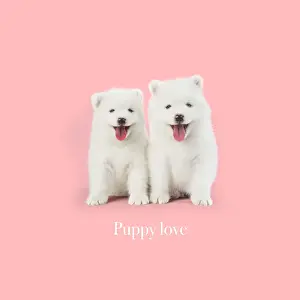 Samoyed Prints: Picture No. 11993326