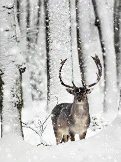 Deer Prints: Picture No. 11993342