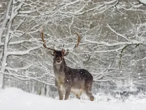 Woods Prints: Picture No. 11993343