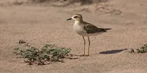 Plovers Prints: Picture No. 11993372
