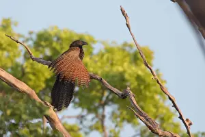 Coucal Prints: Picture No. 11993373
