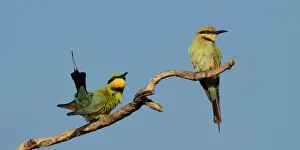 Bee Eater Prints: Picture No. 11993375