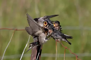 Swallow Prints: Picture No. 11993386