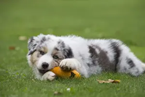 Chewing Prints: Picture No. 12009283