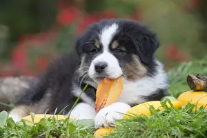 Chewing Prints: Picture No. 12009312