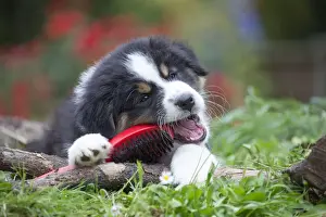 Chewing Prints: Picture No. 12009341