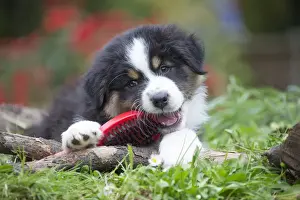 Chewing Prints: Picture No. 12009342