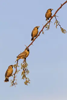 Picture No. 12009366