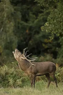 Elaphus Prints: Picture No. 12009379