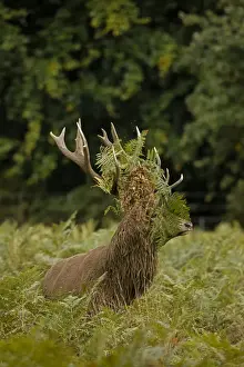 Elaphus Prints: Picture No. 12009384