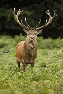 Elaphus Prints: Picture No. 12009388