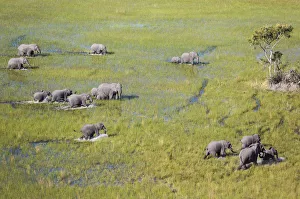 Moremi Game Reserve Collection: Picture No. 12009392