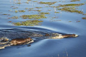 Moremi Game Reserve Collection: Picture No. 12009398