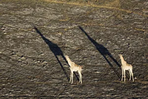 Moremi Game Reserve Collection: Picture No. 12009399