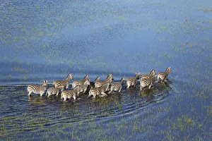Moremi Game Reserve Collection: Picture No. 12009402