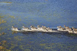 Moremi Game Reserve Collection: Picture No. 12009404